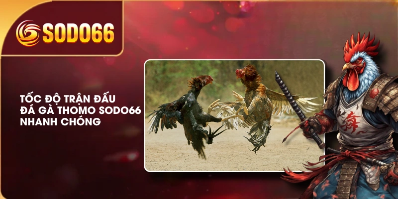 Tốc độ trận đấu đá gà Thomo SODO66 nhanh chóng